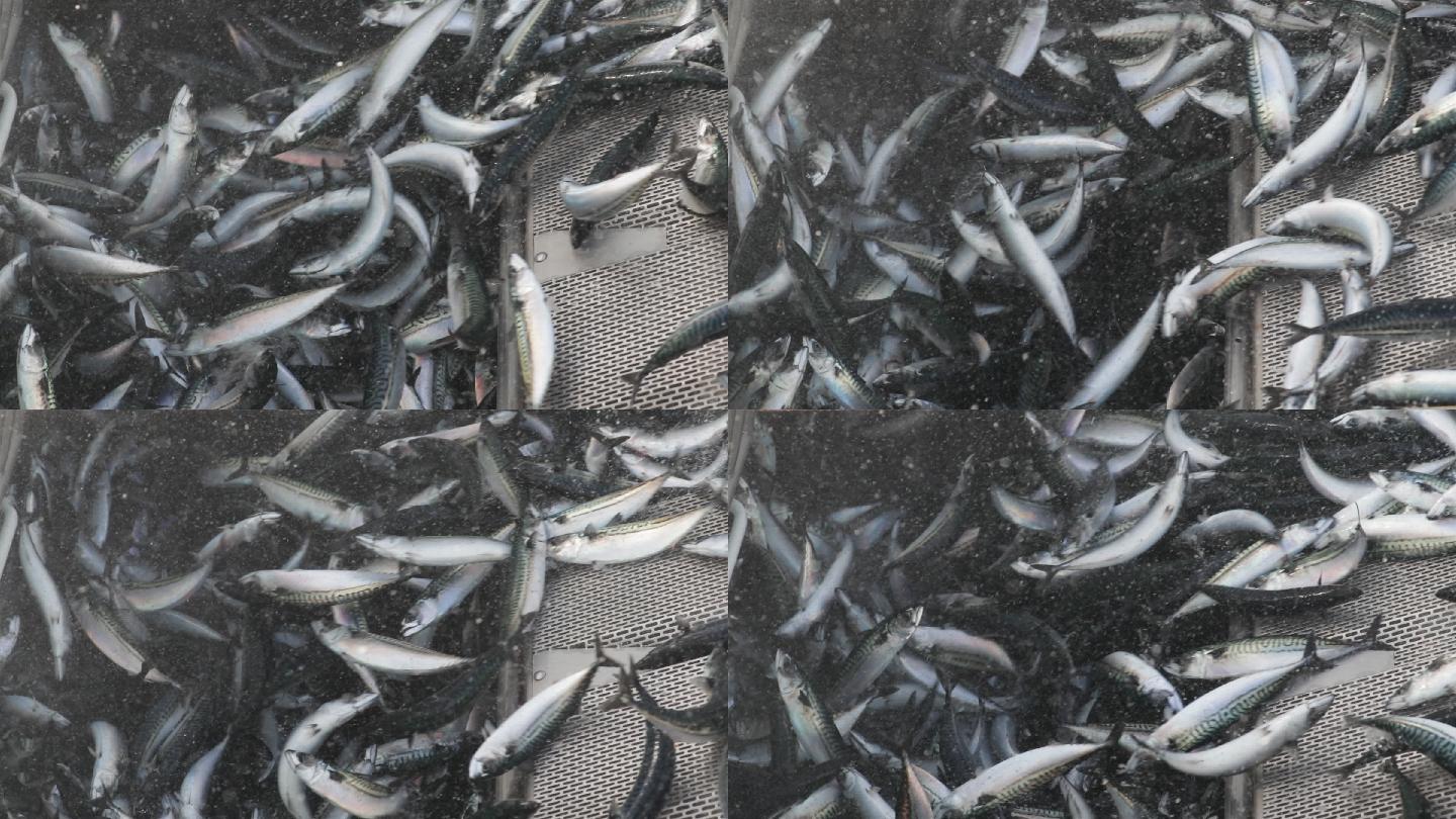 巨大的鱼类捕获量水产生鲜金枪鱼货运物流