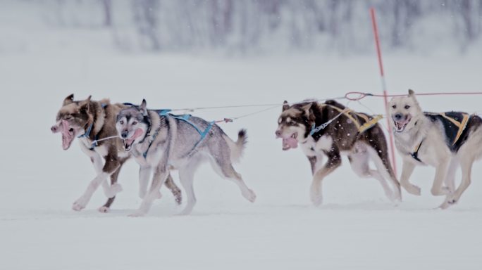 一群雪橇狗在雪地里奔跑