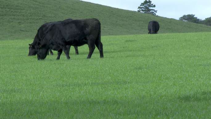 草地上的牛黑牛山坡青草地