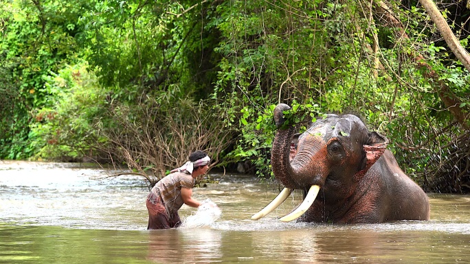 大象农夫正在向大象泼水。