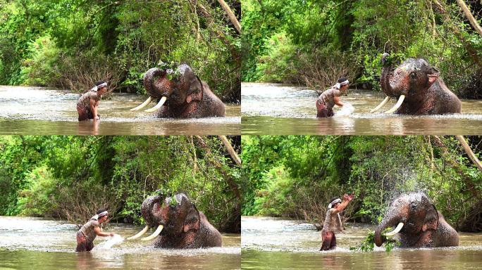 大象农夫正在向大象泼水。