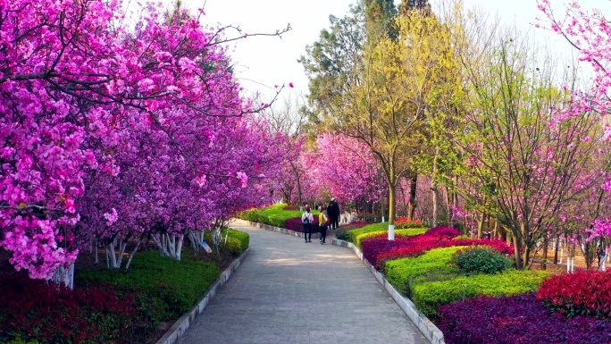 春天公园里盛开的樱花航拍