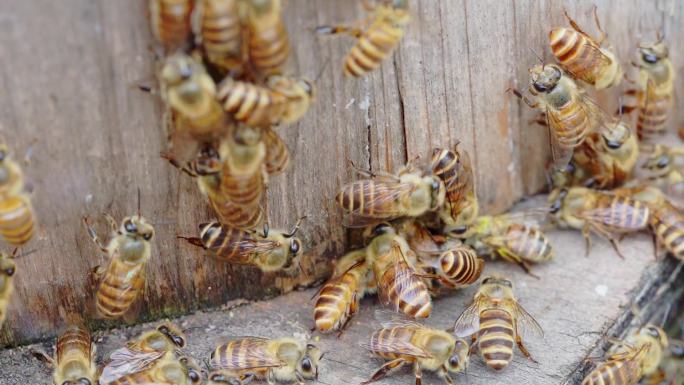 蜂场中蜂土养