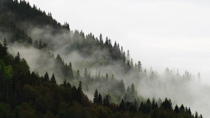 山上有雾的森林云雾缭绕晨雾弥漫秘境神秘