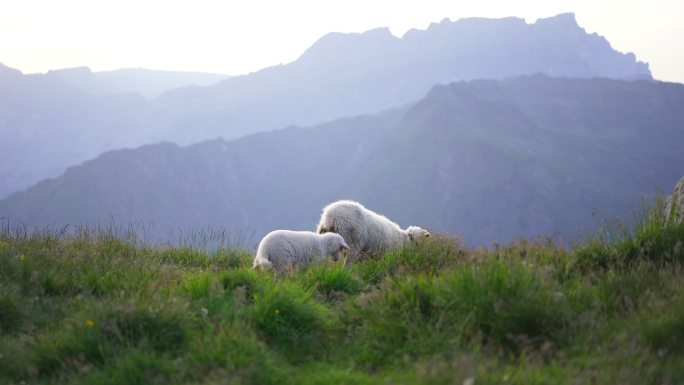 母羊和幼羊行走的细节