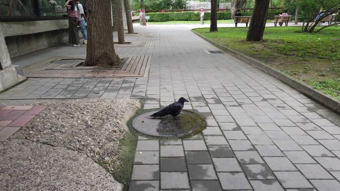 乌鸦喝水