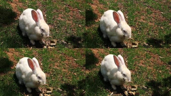 兔子 白兔 小白兔 家畜