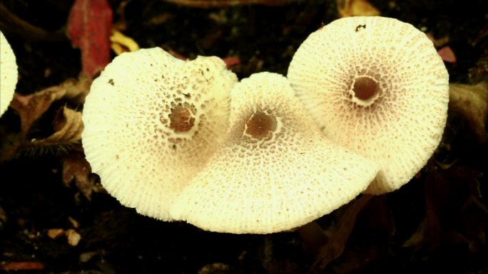 白蘑菇生长发芽植物
