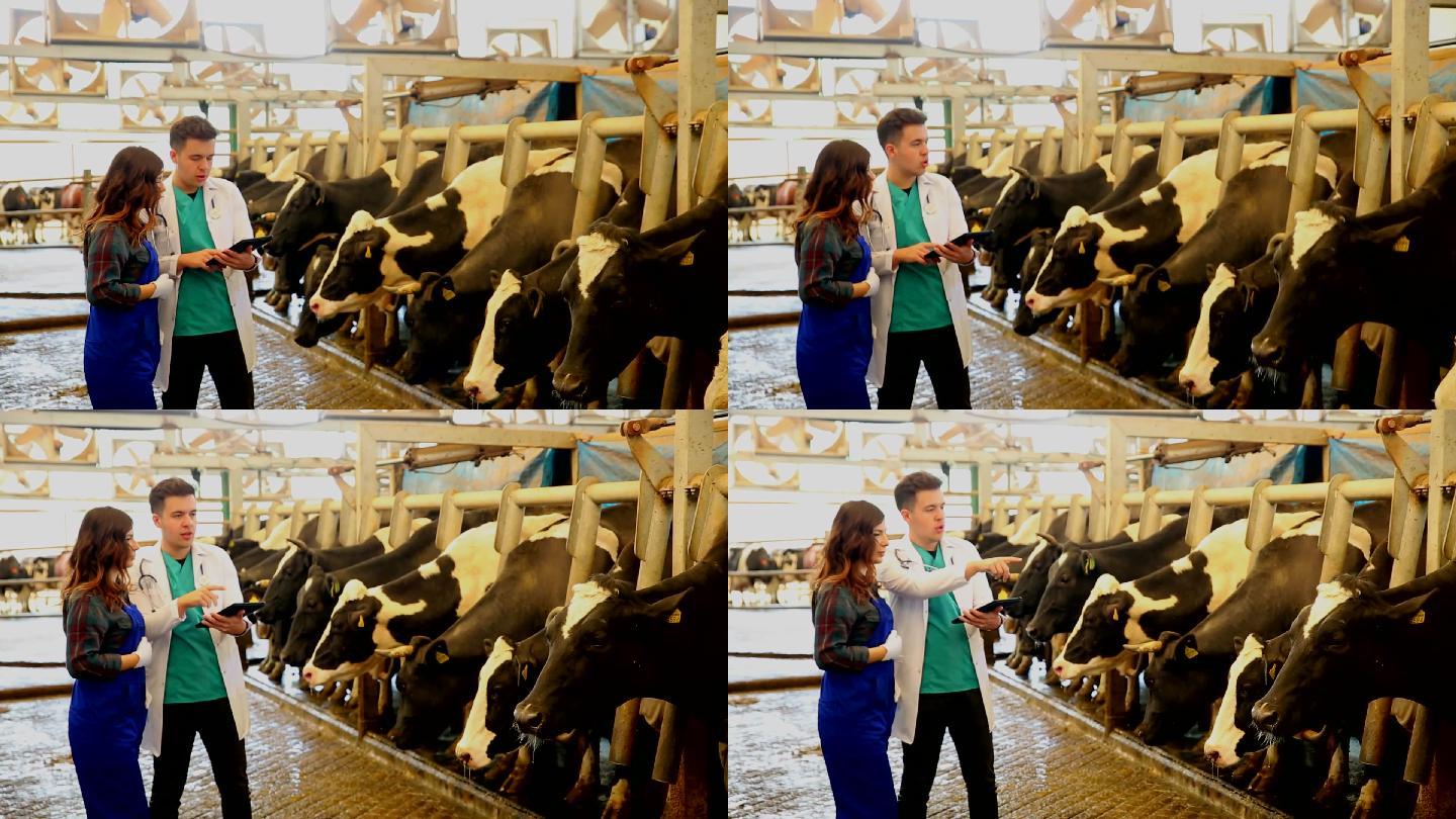 兽医和农夫在奶牛厂聊天