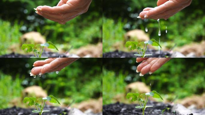 给植物浇水希望绿芽成长灌溉水滴