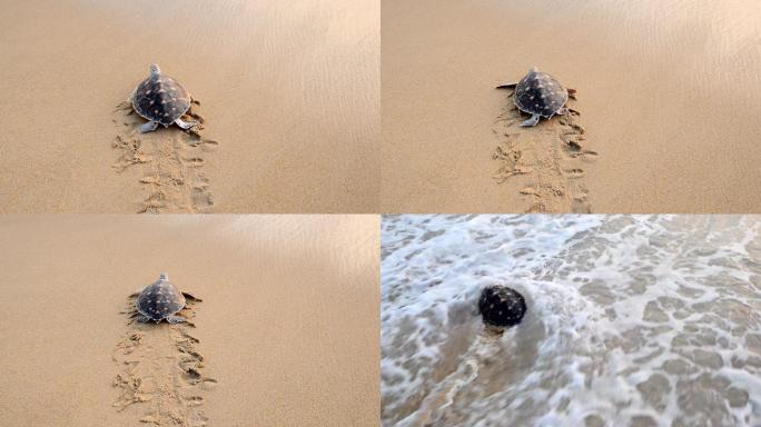 玳瑁在海滩上向大海爬行