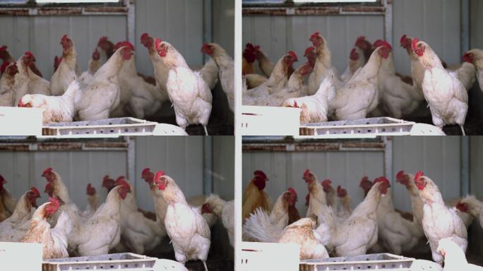 养鸡场养殖场一群母鸡