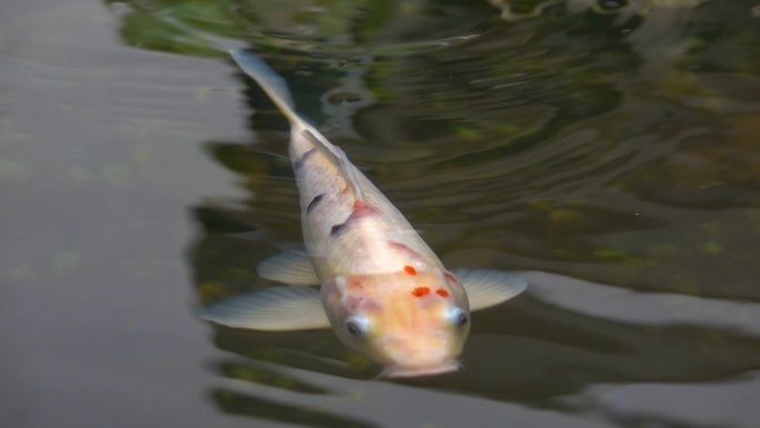 美丽的锦鲤鱼在池塘里游泳的慢动作。