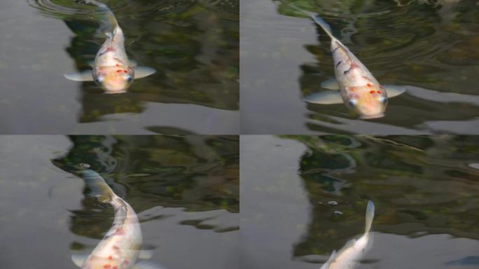美丽的锦鲤鱼在池塘里游泳的慢动作。