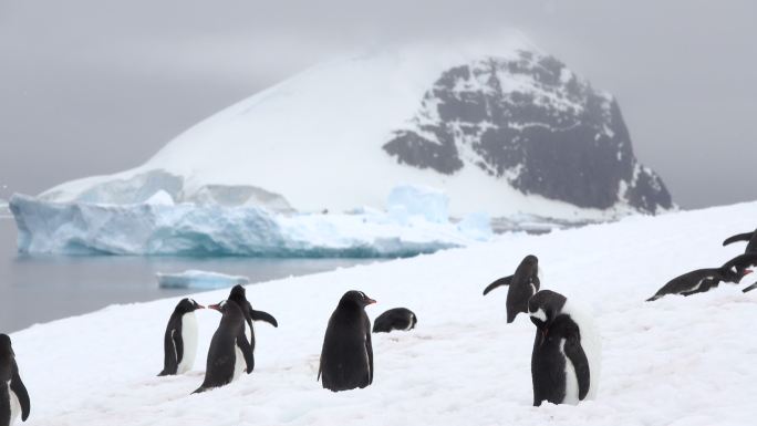 南极洲的企鹅南极洲企鹅实拍地球生物