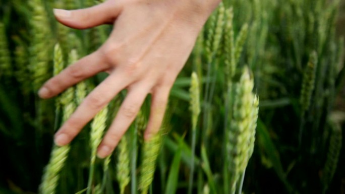 触摸绿色小麦五谷大米秋季种植农田稻田手摸