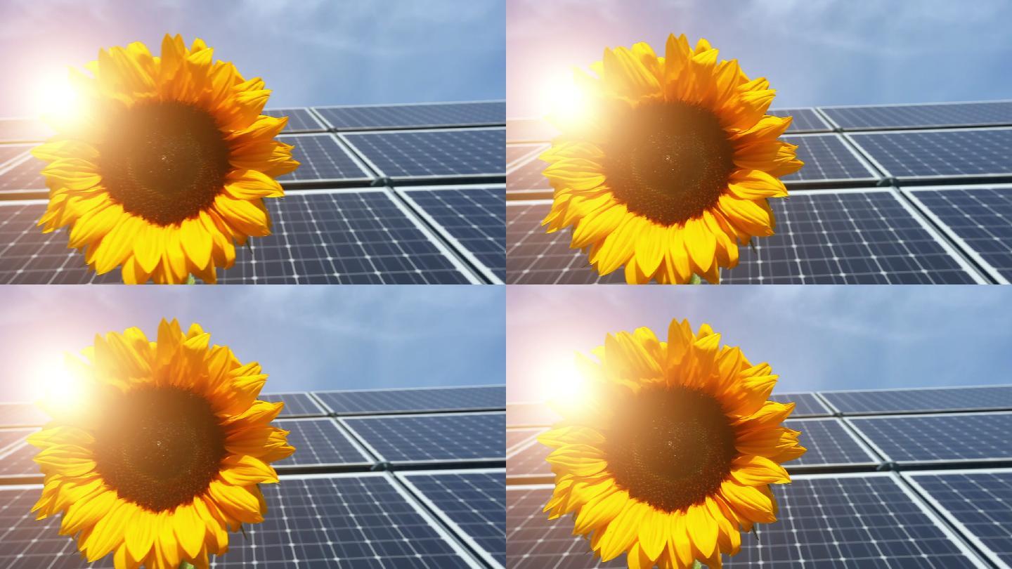 太阳能电池板下的向日葵
