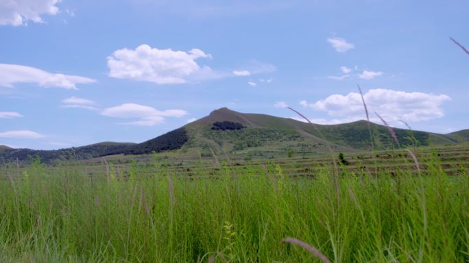 狗尾巴草唯美逆光光线自然抒情草地植物远山