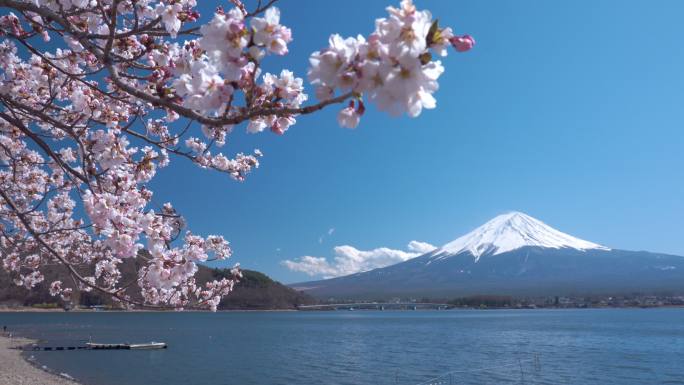 日本藤田川口子樱花盛开。
