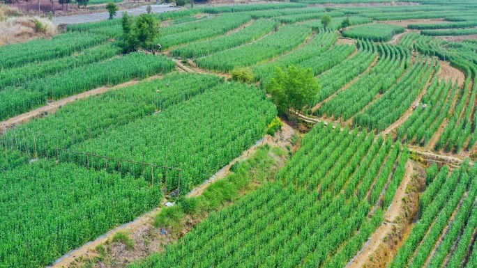 荷兰豆种植基地