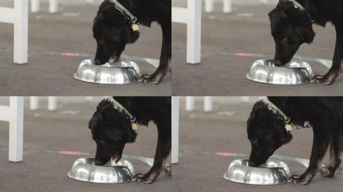 狗从盘子里喝水狗狗吃饭小狗黑狗养狗喂狗