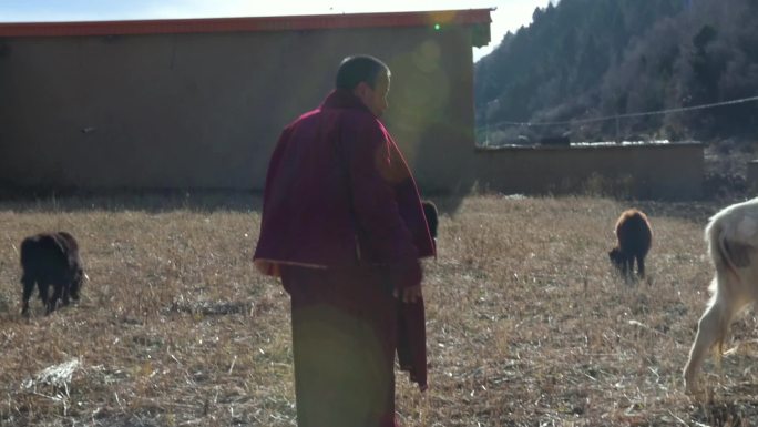 升格藏族老师抚摸牦牛
