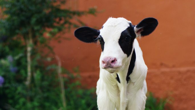 农场里的一头幼牛欧洲北欧养殖业养牛场