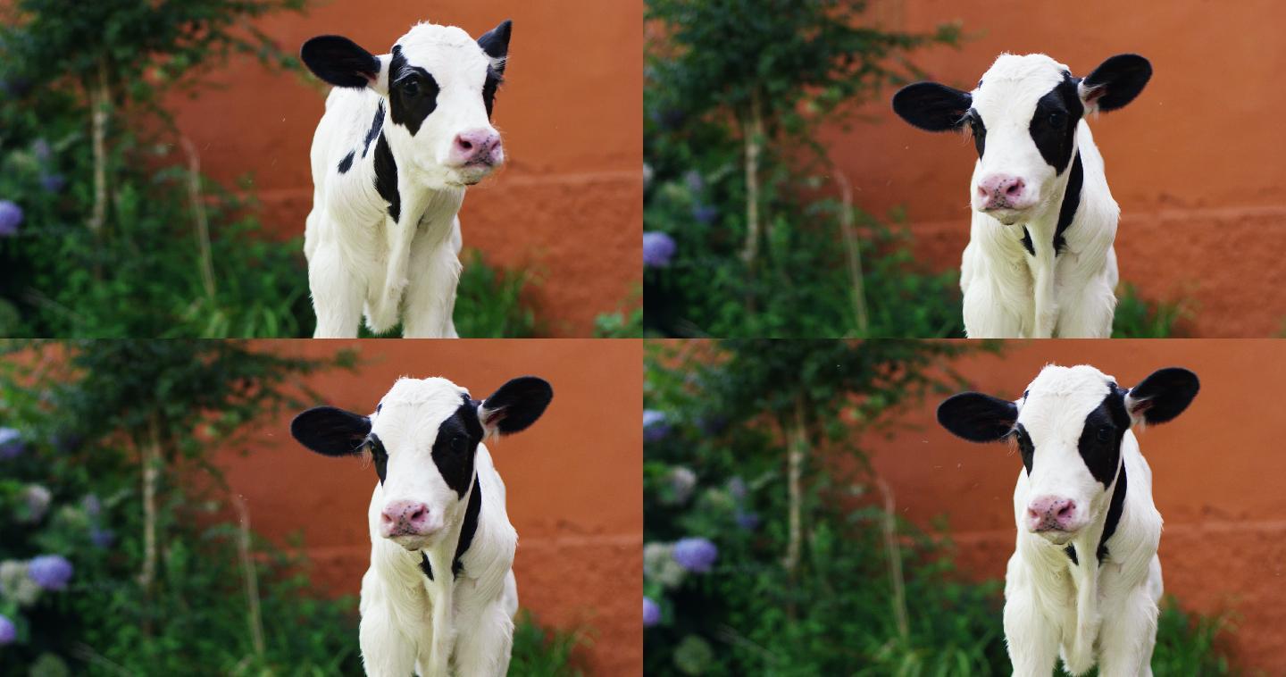 农场里的一头幼牛欧洲北欧养殖业养牛场
