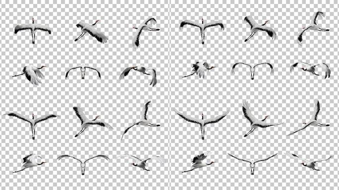 6种仙鹤飞行姿态循环带通道