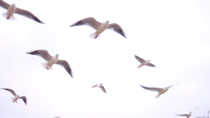 4K天空飞鸟飞翔慢镜头， 海鸥自由飞翔