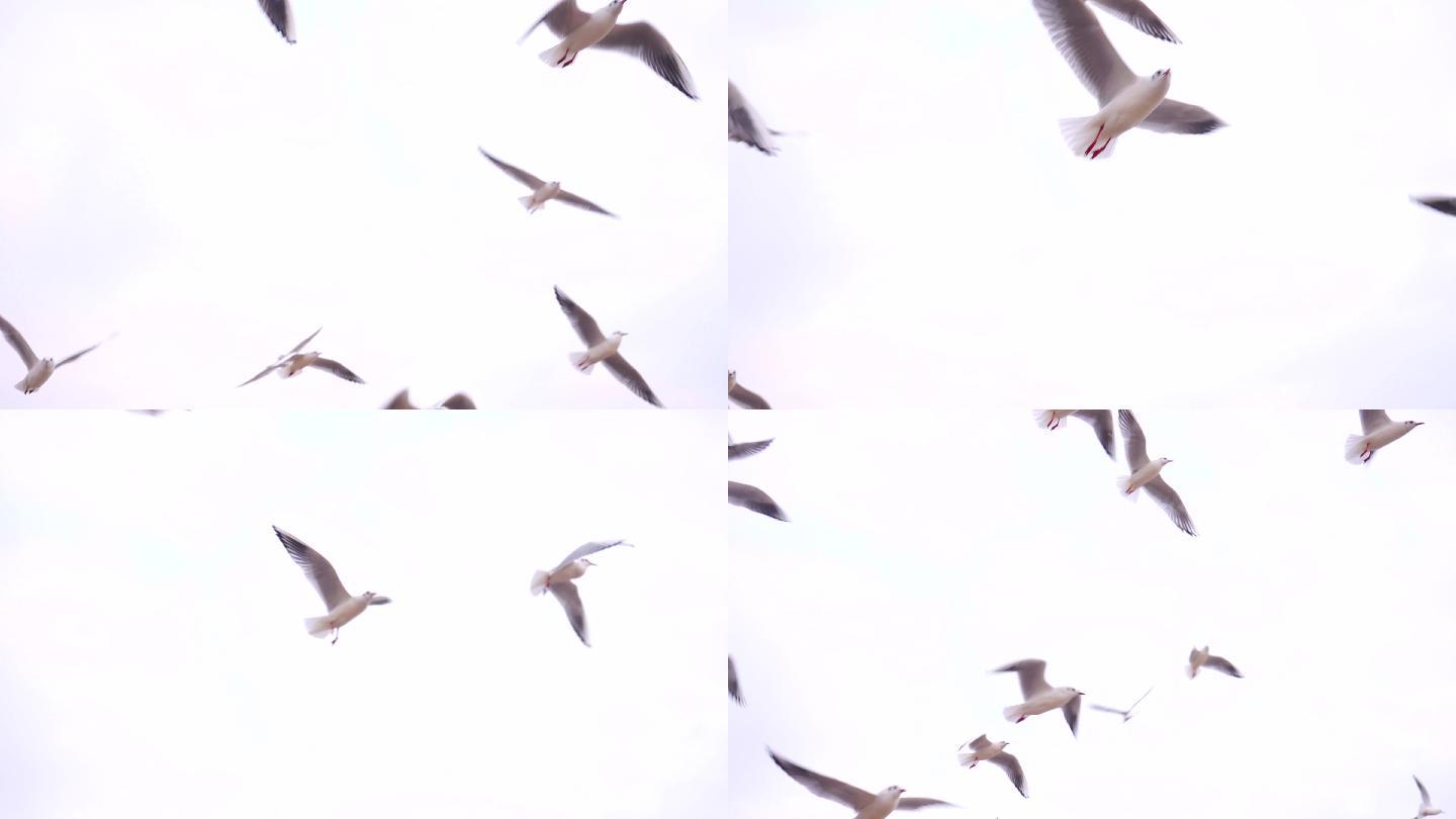 4K天空飞鸟飞翔慢镜头， 海鸥自由飞翔