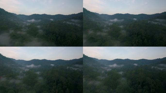 清晨雾蒙蒙的雨林山谷
