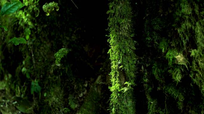 大自然原始森林苔藓