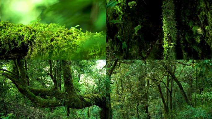 大自然原始森林苔藓