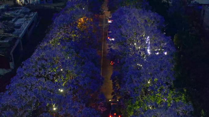 教场中路蓝花楹夜景