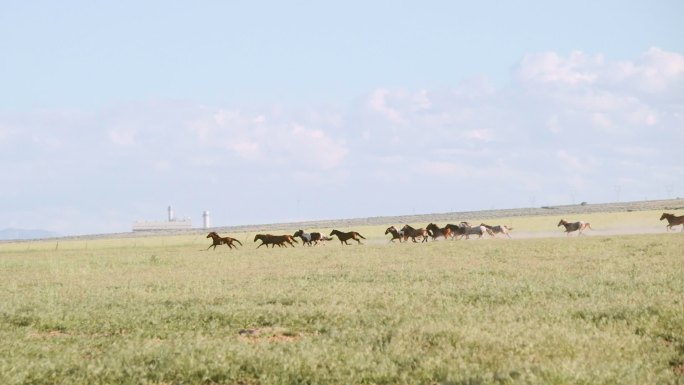 美国犹他州的马群内蒙古大草原牧场农场奶牛