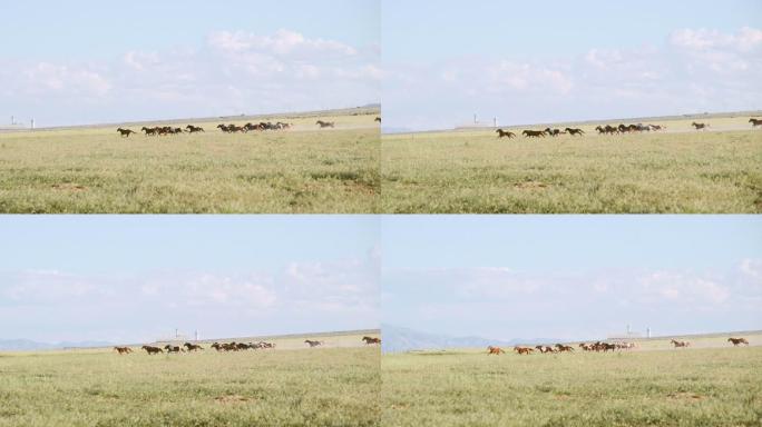 美国犹他州的马群内蒙古大草原牧场农场奶牛