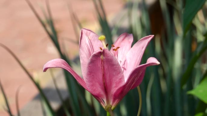 百合花、鲜花盛开、花朵特写镜头 02