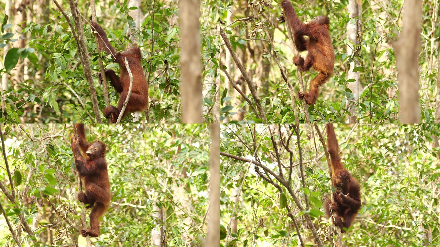 树上的小猩猩丛林树林栖息地生态环境