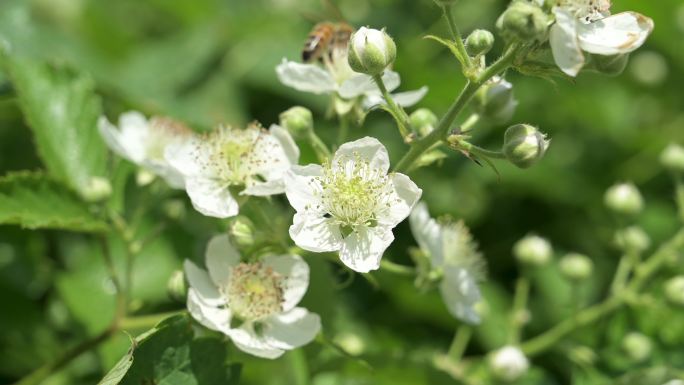 采集花粉的蜜蜂勤劳小蜜蜂采蜂蜜小清新治愈