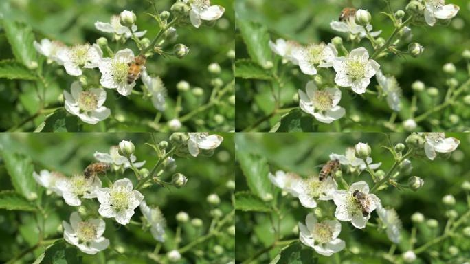 采集花粉的蜜蜂勤劳小蜜蜂采蜂蜜小清新治愈