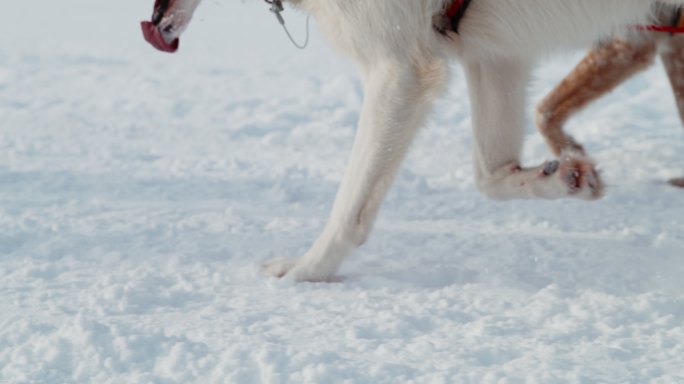 雪橇狗在雪地里奔跑