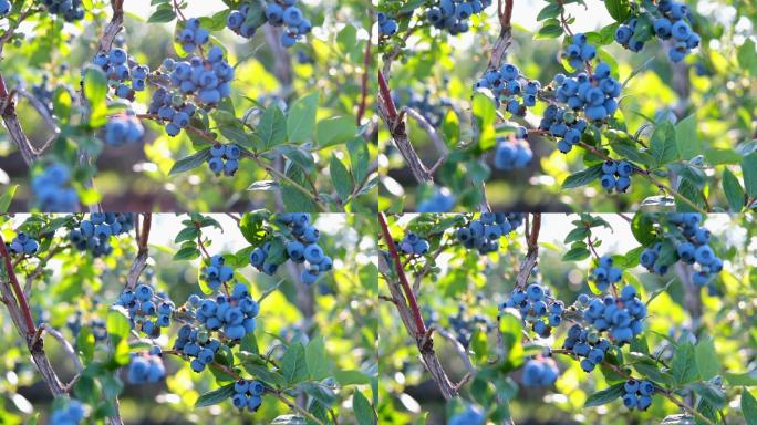 灌木上的蓝莓生态有机绿色新鲜果园天然自然