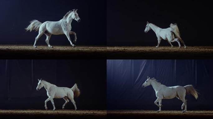 一匹白马晚上在竞技场里跑来跑去