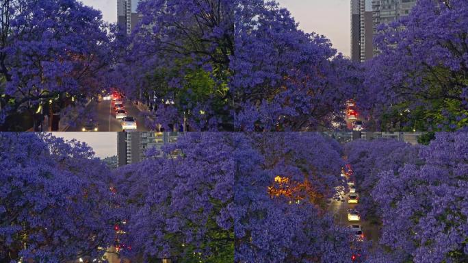 教场中路蓝花楹夜景