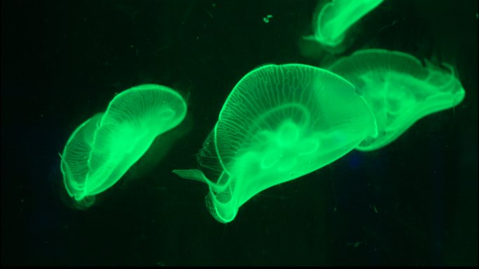 水母海洋生物海底世界美丽漂亮