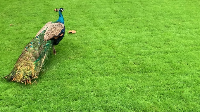 绿草坪上的绿孔雀实拍4K