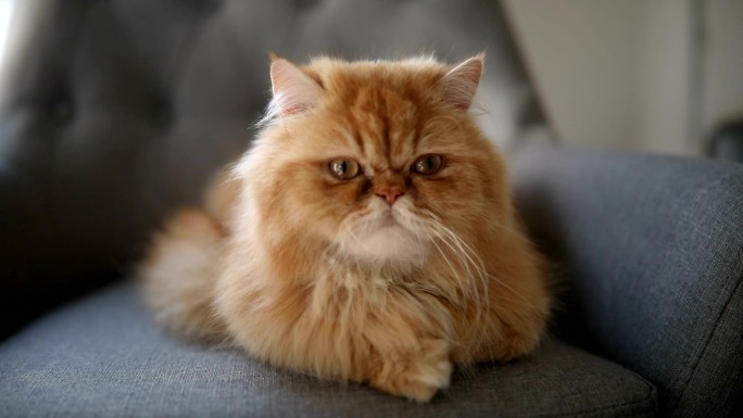 美丽的波斯猫猫咪特写沙发上的猫咪可爱小猫