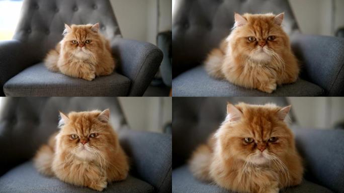 美丽的波斯猫猫咪特写沙发上的猫咪可爱小猫