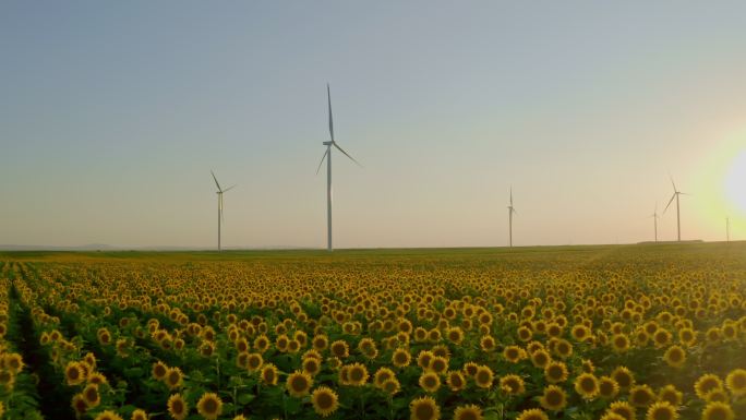 金色向日葵和风力发电场